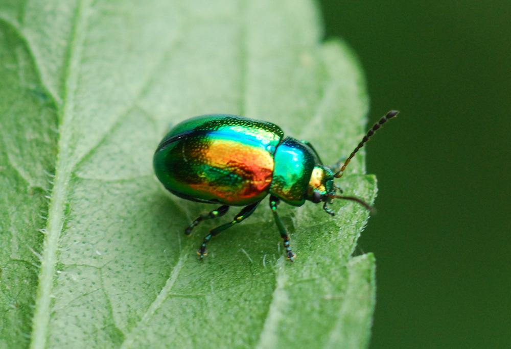 Chrysolina fastuosa